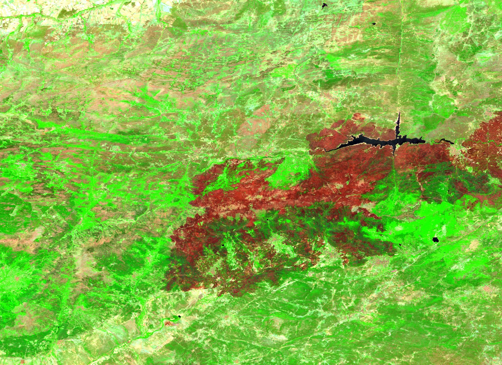 Escena Sentinel-2 del valle del Alberche, en la cara norte de Gredos (Ávila), el 29 de julio de 2026, en composición de infrarrojo de onda corta, infrarrojo cercano y rojo. La mitad derecha de la imagen está ocupada por una gran cicatriz de incendio en marrón rojizo oscuro que sale por el borde derecho del recuadro, con el embalse del Burguillo en negro cruzándola por arriba. El resto del terreno es verde intenso de pinar y monte, con manchas pajizas de pasto seco al norte. No hay nubes ni humo sobre la zona quemada.