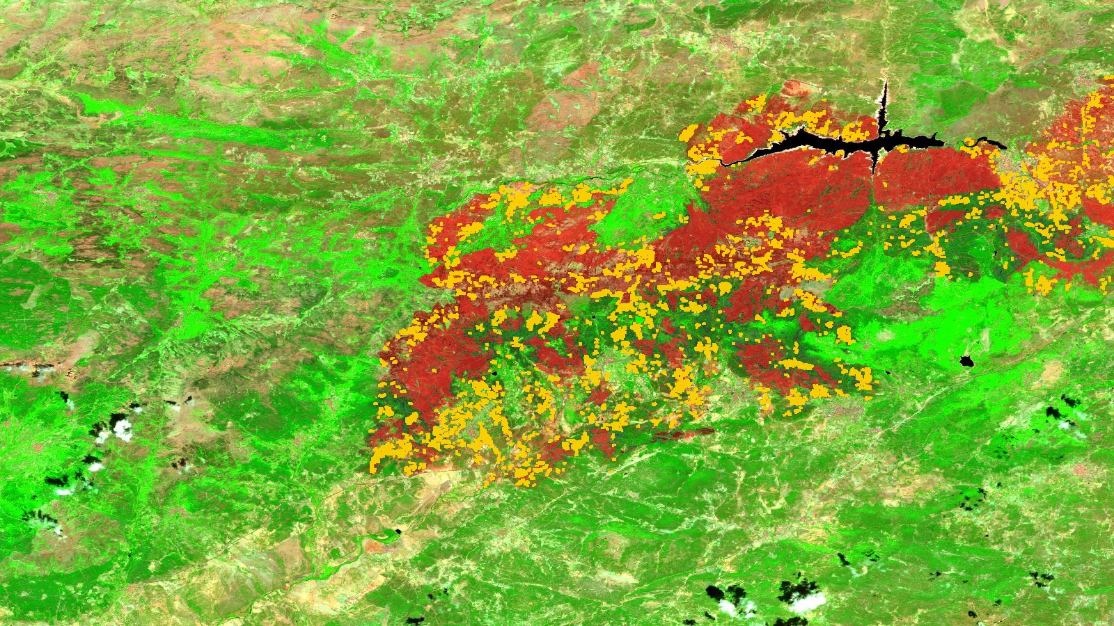 Escena Sentinel-2 del valle del Alberche y la cara norte de Gredos (Ávila) el 28 de agosto de 2026, en composición de infrarrojo de onda corta, infrarrojo cercano y rojo, con el terreno en verde intenso, manchas pajizas de pasto seco al noroeste y el embalse del Burguillo en negro, alargado, en el tercio superior derecho. Sobre la imagen, las 1.269 manchas quemadas medidas en julio: las 40 grandes pintadas en rojo forman una cicatriz continua en la mitad derecha, y las 1.229 pequeñas, en ámbar, se agolpan sobre esa cicatriz y en una orla estrecha a su alrededor, más densa hacia el oeste y el sur; el tercio izquierdo del encuadre está limpio. Abajo hay algunos cúmulos pequeños con su sombra.