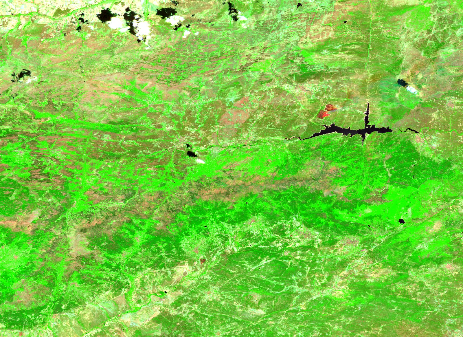 La misma comarca del valle del Alberche el 16 de julio de 2026, en la misma composición de infrarrojo de onda corta, infrarrojo cercano y rojo y con el mismo procesado. El terreno es verde intenso de monte y pinar con manchas pajizas al norte, y el embalse del Burguillo cruza la parte alta en negro. Donde trece días después habrá una gran cicatriz marrón rojiza, aquí solo hay vegetación verde y una mancha roja pequeña al noroeste del embalse, de un fuego anterior. En la esquina superior izquierda hay algunas nubes con su sombra.