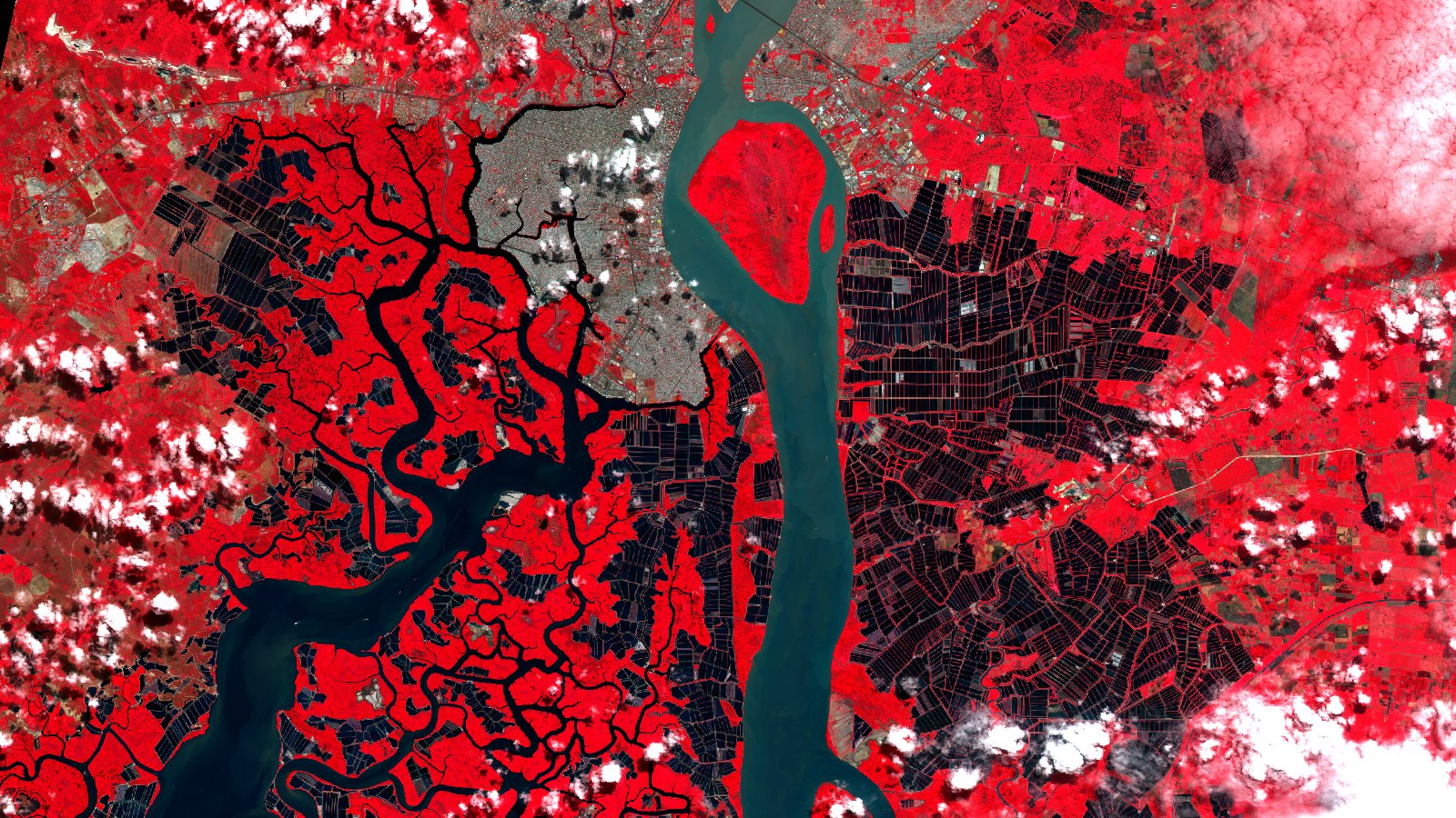 Escena Sentinel-2 en falso color del estuario del Guayas, Ecuador, el 4 de julio de 2026. El río Guayas baja por el centro como una cinta turquesa y rodea la isla Santay, una mancha roja alargada en mitad del cauce. A la izquierda, Guayaquil aparece como una trama gris clara y, al suroeste, el manglar del Estero Salado forma un laberinto de vegetación roja recorrido por canales de marea negros. A los dos lados del río se extienden cuadrículas oscuras de balsas de acuicultura separadas por muros finos que salen rojos. Hay nubes blancas repartidas por la escena: bancos densos en las dos esquinas de la derecha y cúmulos sueltos en el borde izquierdo y en la parte baja.