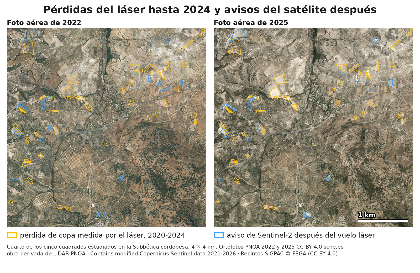 Bajo el título "Pérdidas del láser hasta 2024 y avisos del satélite después", dos fotos aéreas del mismo cuadrado de 4 por 4 kilómetros de la Subbética: a la izquierda, la de 2022; a la derecha, la de 2025, con una barra de escala de 1 kilómetro. El olivar ocupa cerca de dos tercios del cuadrado como un punteado oscuro, cruzado por una carretera y caminos, con una zona de monte abajo a la derecha. En las dos fotos van marcados los mismos recintos pequeños, repartidos sobre todo por la mitad de arriba: con borde ámbar, los que el láser vio perder copa entre 2020 y 2024; con borde azul, los que el satélite Sentinel-2 avisó después del vuelo láser. En los recintos más grandes se ve que en 2022 los azules tienen olivos y parte de los ámbar ya son tierra clara, y que en 2025 la mayoría de los marcados son tierra clara, sin copas; los más pequeños quedan casi tapados por su borde. Al pie se lee que es el cuarto de los cinco cuadrados estudiados y de dónde salen los datos.