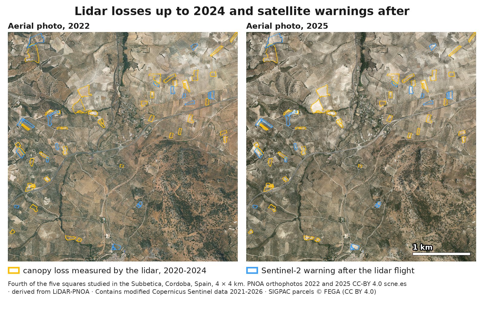 Under the title "Lidar losses up to 2024 and satellite warnings after", two aerial photos of the same 4 by 4 kilometer square in the Subbetica: on the left, the 2022 photo; on the right, the 2025 photo, with a 1-kilometer scale bar. Olive groves cover about two thirds of the square as a dark stipple, crossed by a road and tracks, with an area of scrubland at the bottom right. The same small parcels are marked on both photos, spread mostly over the top half: with an amber edge, those where the laser (lidar) saw canopy loss between 2020 and 2024; with a blue edge, those the Sentinel-2 satellite flagged after the lidar flight. In the larger parcels you can see that in 2022 the blue ones have olive trees and some of the amber ones are already pale ground, and that in 2025 most of the marked parcels are pale ground with no crowns; the smallest ones are almost hidden by their edge. The caption says it is the fourth of the five squares studied and where the data come from.