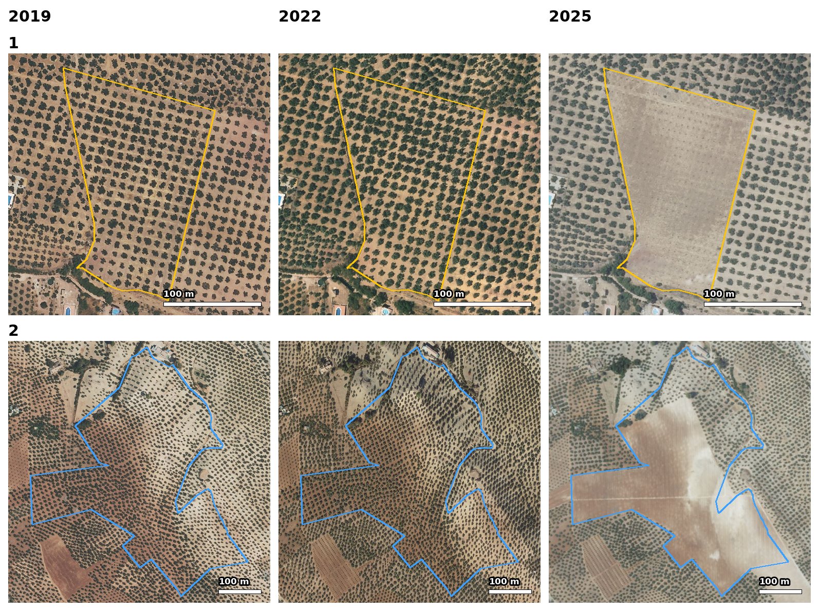 Dos recintos de olivar, cada uno en tres fotos aéreas del mismo sitio, de 2019, 2022 y 2025, con una barra de escala de 100 metros. El recinto 1, con borde ámbar y forma de trapecio, está lleno de olivos en filas en 2019 y en 2022; en 2025 es tierra clara con filas de árboles pequeños recién plantados. El recinto 2, con borde azul, grande y de borde irregular, está cubierto de olivos en 2019 y en 2022; en 2025 casi todo es tierra desnuda y solo la parte norte conserva olivos. Las fincas de alrededor siguen igual en las tres fechas.