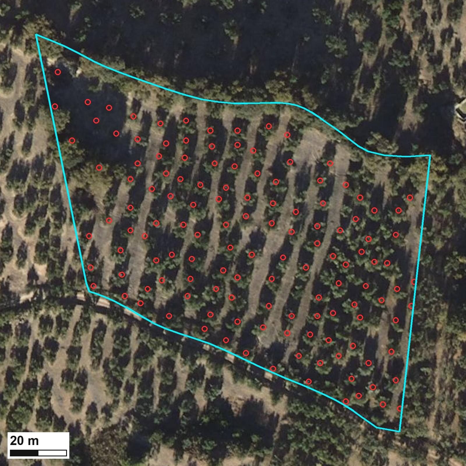 Foto aérea vertical de un recinto de olivar en ladera, es decir el trozo de una finca plantado de olivos, visto entero, con una barra de escala de 20 metros abajo a la izquierda. Una línea azul turquesa cierra el recinto con cuatro lados largos que ocupan casi todo el encuadre. Dentro, los olivos van en filas diagonales regulares separadas por calles de suelo labrado, y un círculo rojo marca cada una de las 133 copas que ha encontrado el detector, el programa que las busca; la esquina norte queda en sombra bajo arbolado alto y allí los círculos van sueltos. Por el lado sur esa línea sigue un camino de tierra. Alrededor del recinto sigue habiendo olivar, con las filas orientadas de otro modo y las copas más separadas entre sí; esos árboles no llevan círculo.