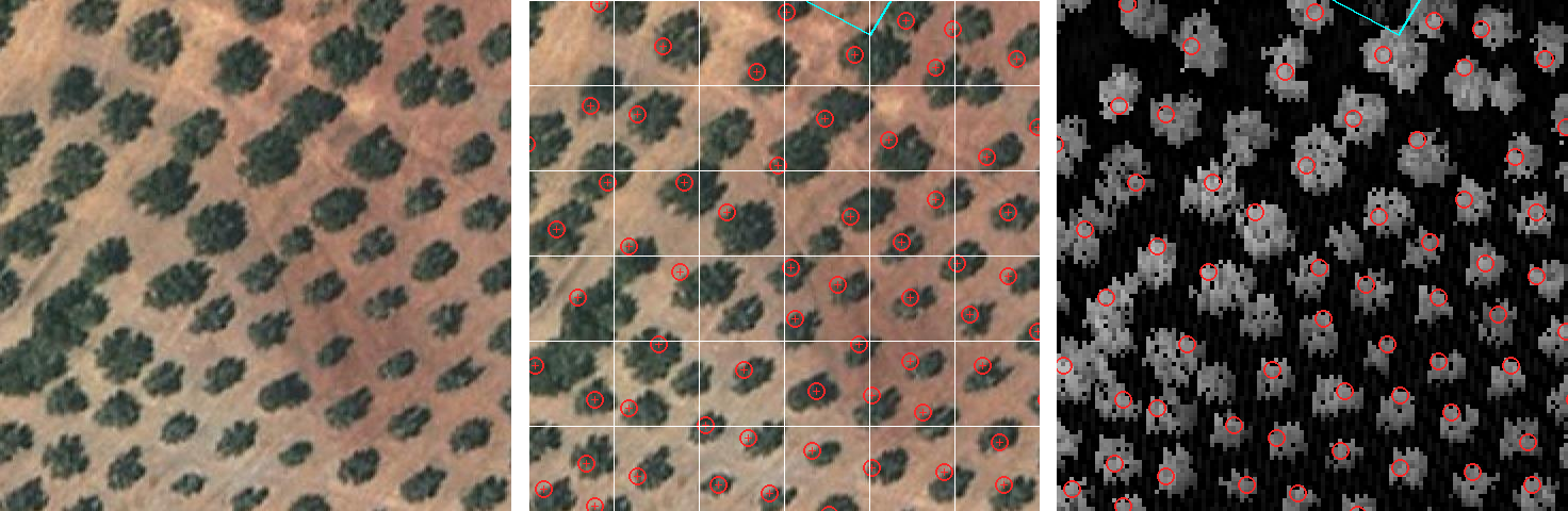 Tres recortes cuadrados de la misma ventana de 60 metros de lado en un olivar de ladera, uno al lado de otro. El de la izquierda es la foto aérea sin nada encima: sobre un suelo pardo rojizo recién labrado se ven copas de olivo oscuras, redondeadas y separadas entre sí, ordenadas en filas diagonales. El del centro es la misma foto con una rejilla blanca de diez metros y un círculo rojo con una cruz sobre casi todas las copas; unas pocas se quedan sin marcar, sobre todo donde dos copas se tocan. Por el borde de arriba de ese panel y del siguiente asoma el borde del recinto, en azul turquesa. El de la derecha ya no es una foto: es la altura de la vegetación medida por el láser, en gris sobre fondo negro, donde las copas aparecen como manchas claras y llevan los mismos círculos rojos en los mismos sitios, esta vez sin la cruz, y el suelo desnudo queda casi negro.