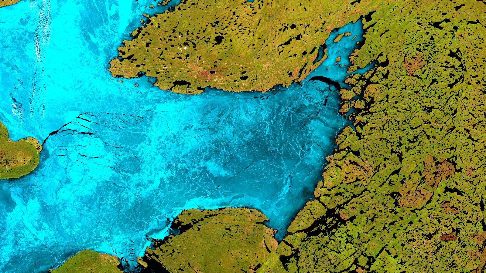 Sentinel-2 scene of Great Bear Lake in false color using SWIR, NIR and red. The left half and center are filled by a large ice sheet in bright turquoise blue, crossed by thin black fractures that branch like cracks in glass. To the east and north, the land is an olive green mosaic dotted with rust orange patches of bare rock and hundreds of small lakes in black. A continuous band of dark, almost black water runs between the ice and the shore.